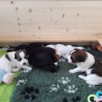 4 Woche